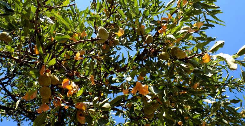 care for almond tree