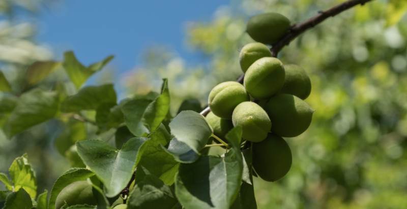 care for apricot tree