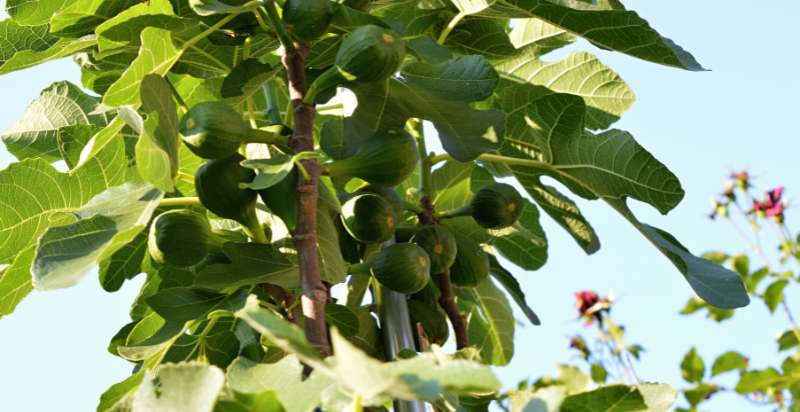 care for fig tree