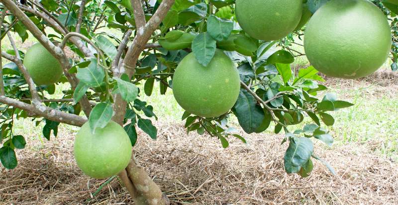 care for grapefruit tree