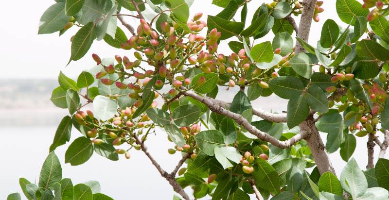 care for pistachio tree