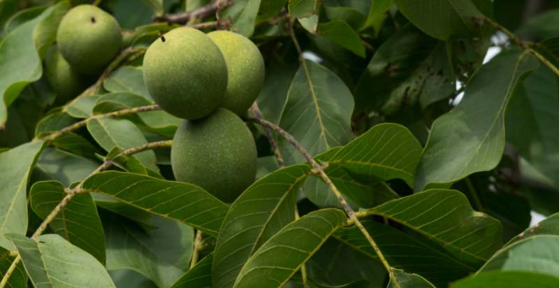 care for walnut tree