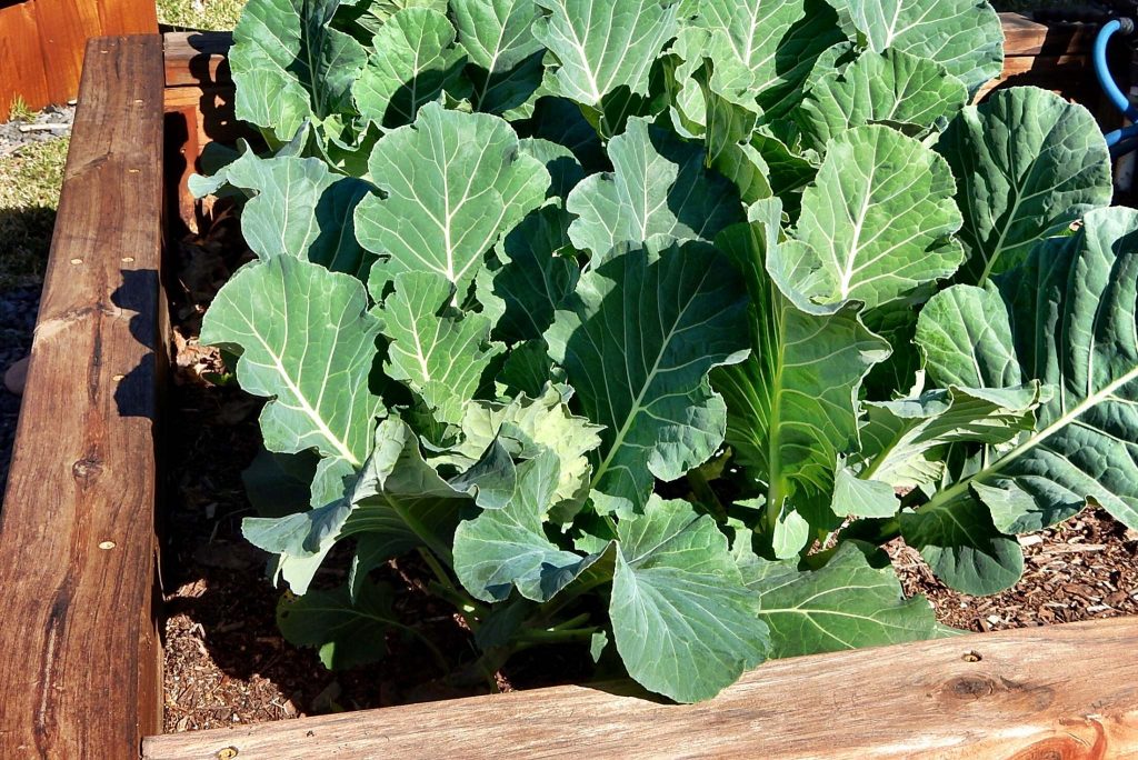 What are Collard Greens? How to Plant, Grow, and Harvest Collard Greens