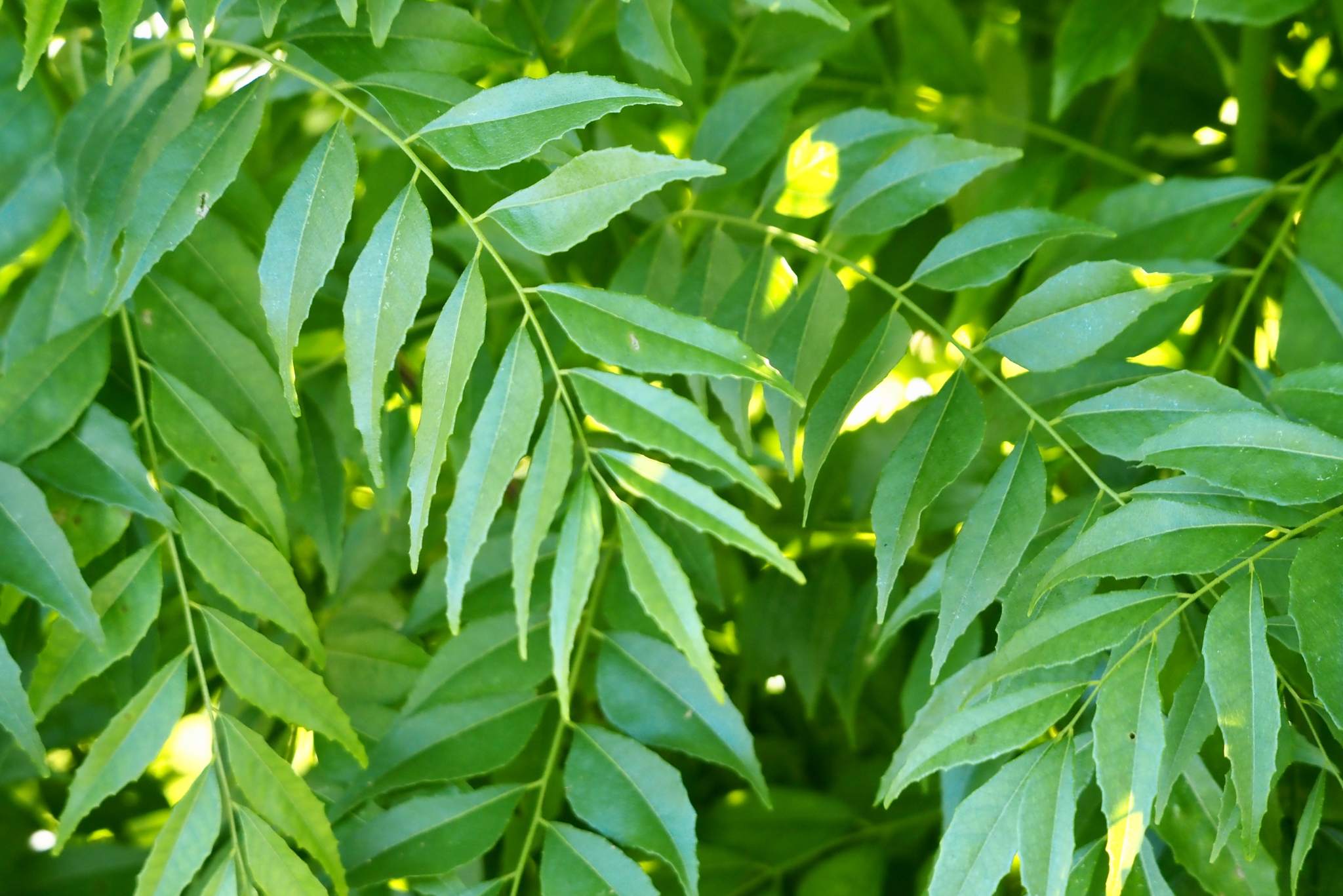 curry leaves