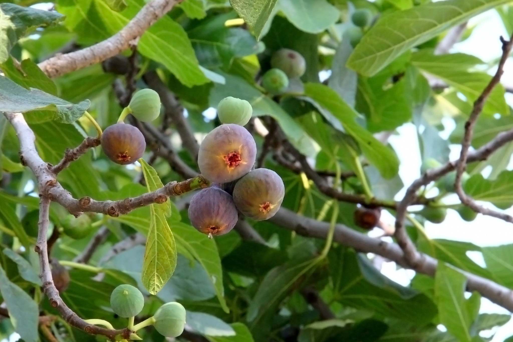 fig tree