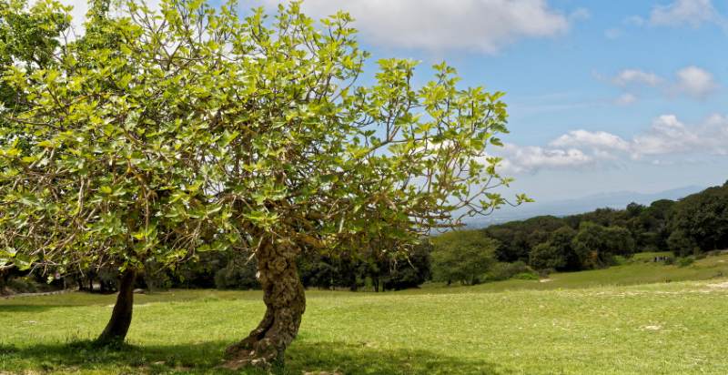 fig trees