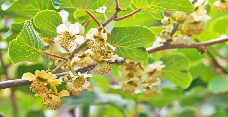 flowering kiwifruit tree