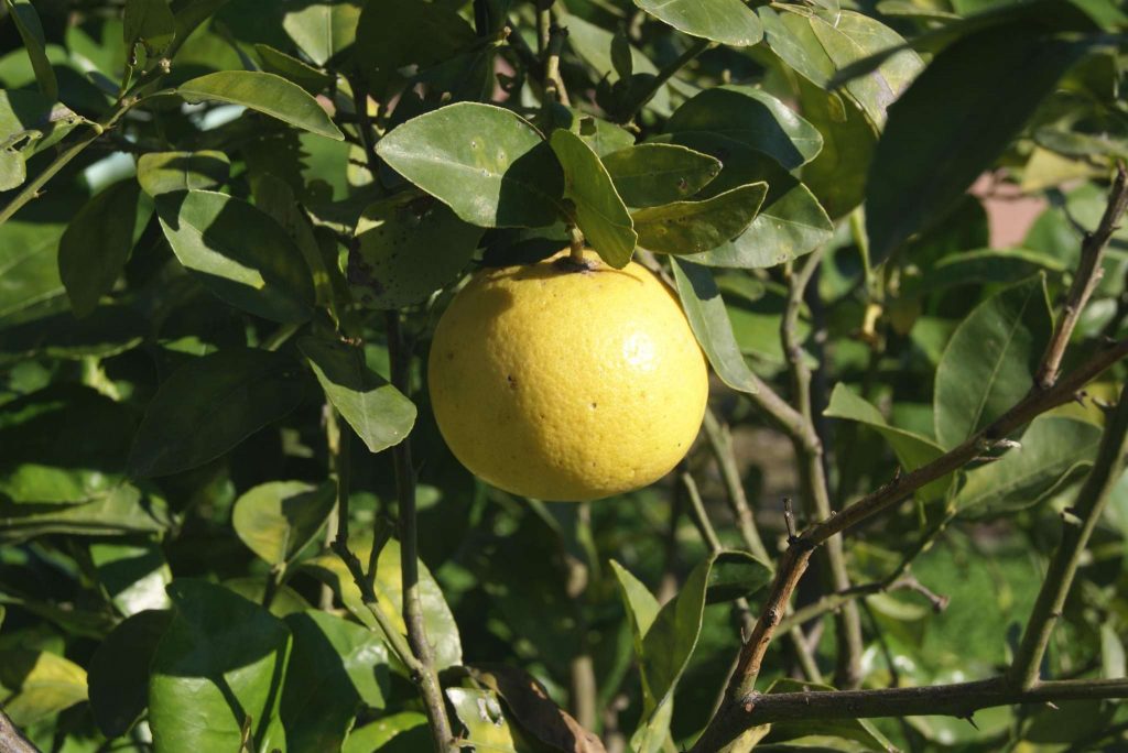 How to Plant, Grow, and Harvest Grapefruit Gardeners' Magazine