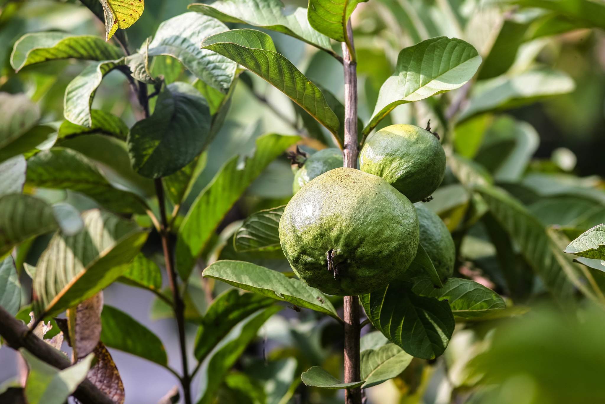 guava tree