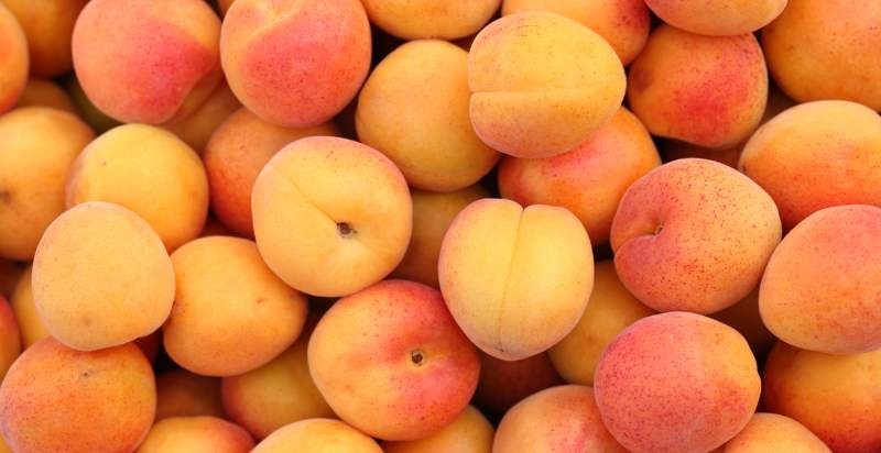 harvested apricots