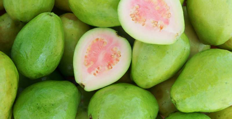 harvested guavas