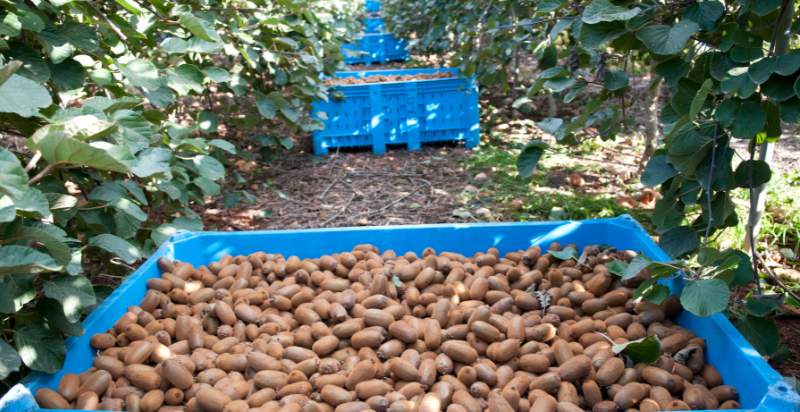 harvested kiwifruits