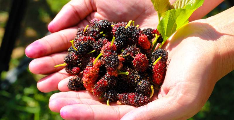 harvested mulberries