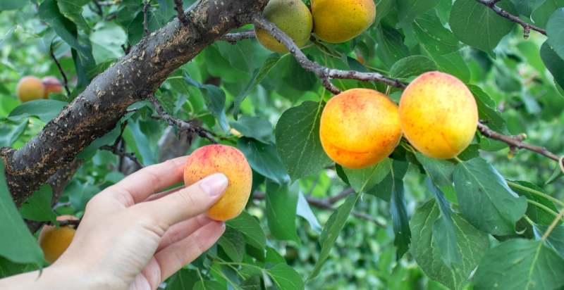 harvesting apricots