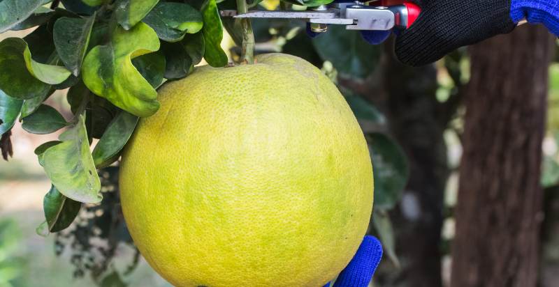 harvesting grapefruit