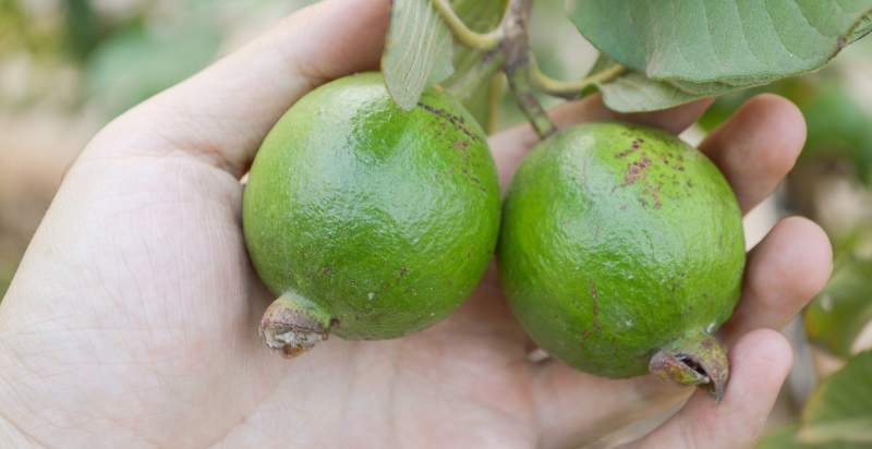 harvesting guava