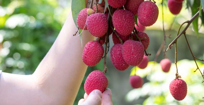 harvesting lychees