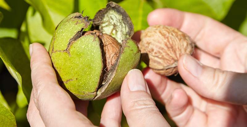 harvesting walnuts