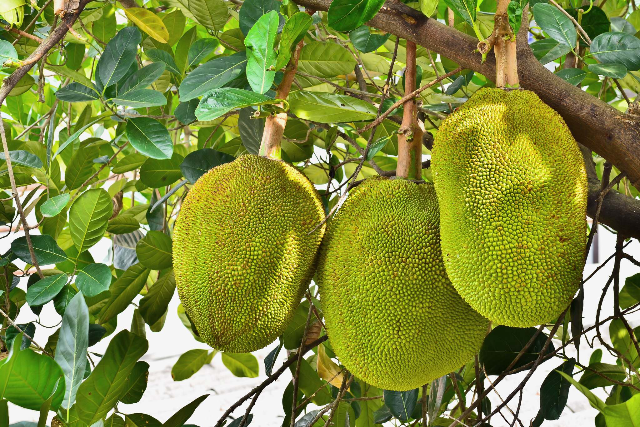 jackfruit tree