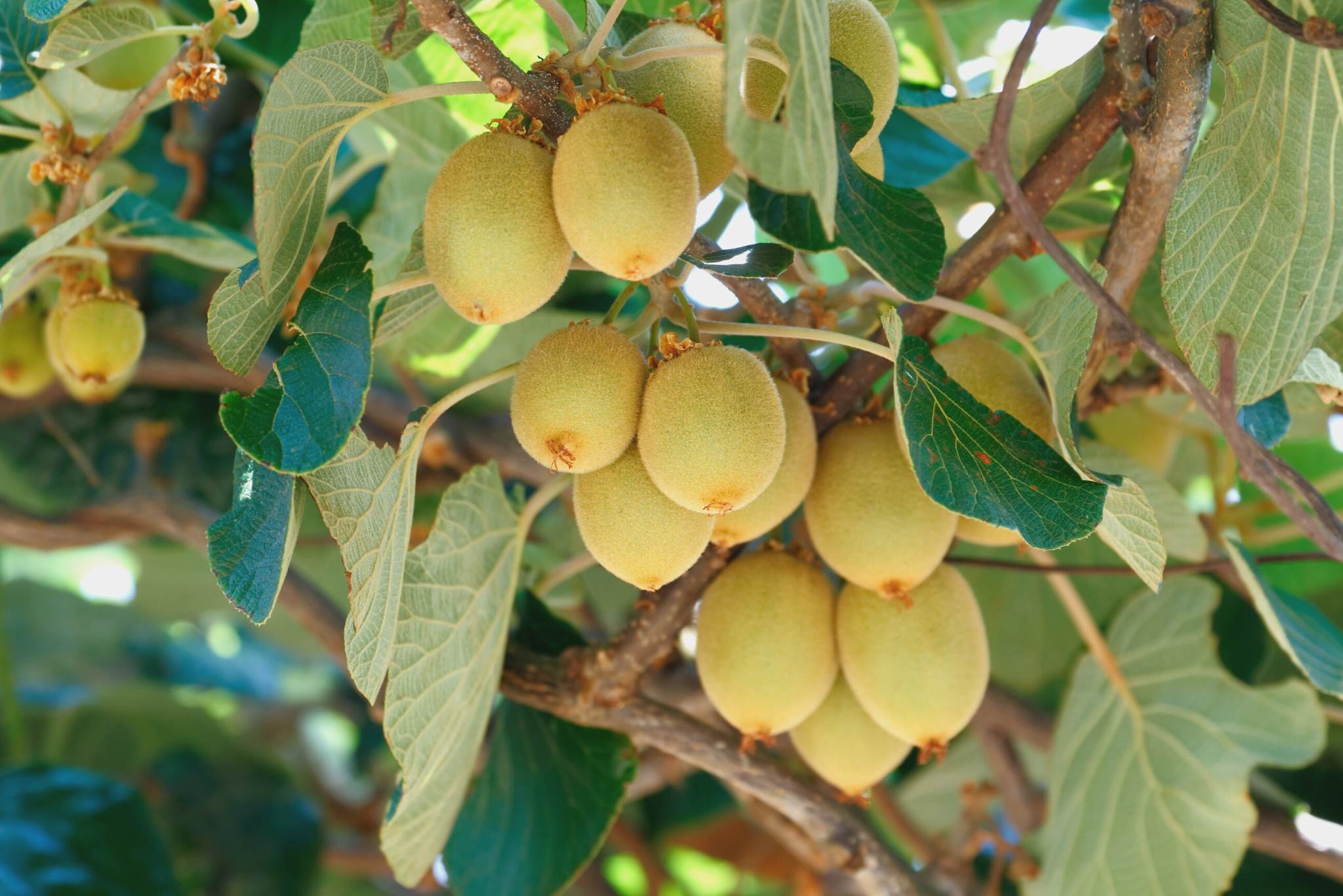 kiwifruit tree