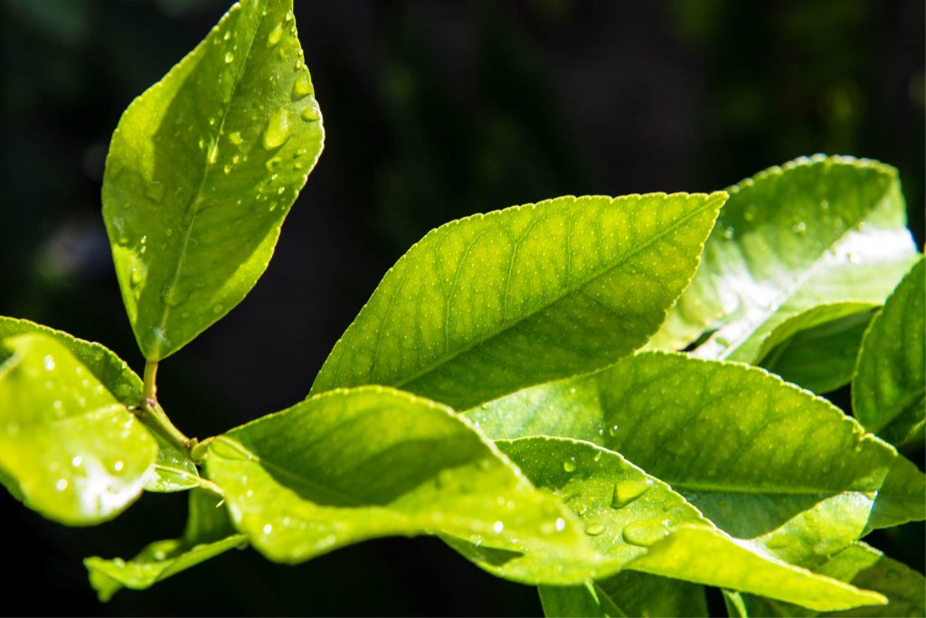 Lemon Leaves Benefits & Other Information