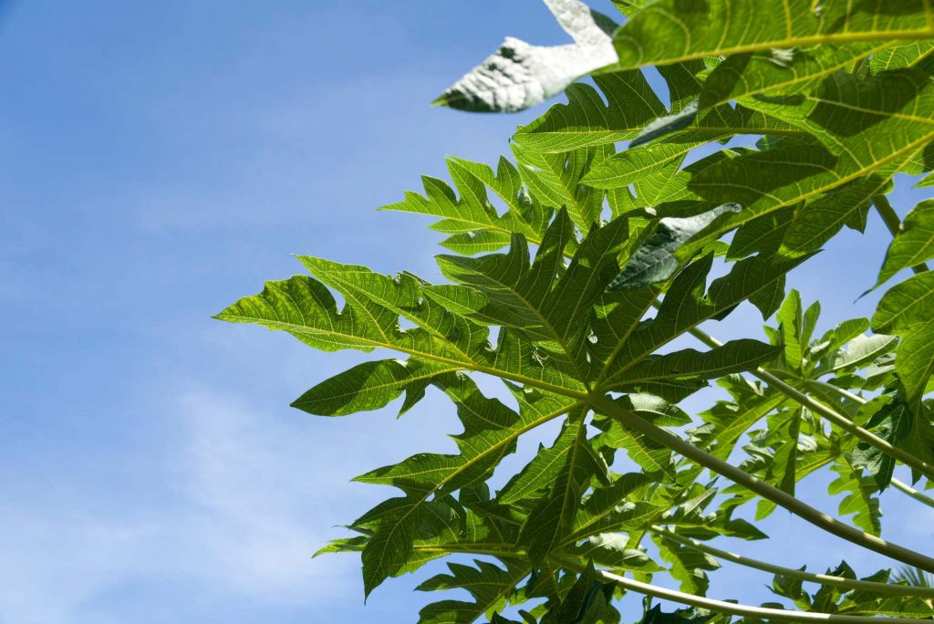 Papaya Leaves Benefits, Nutritional Value, And Uses Gardeners' Magazine