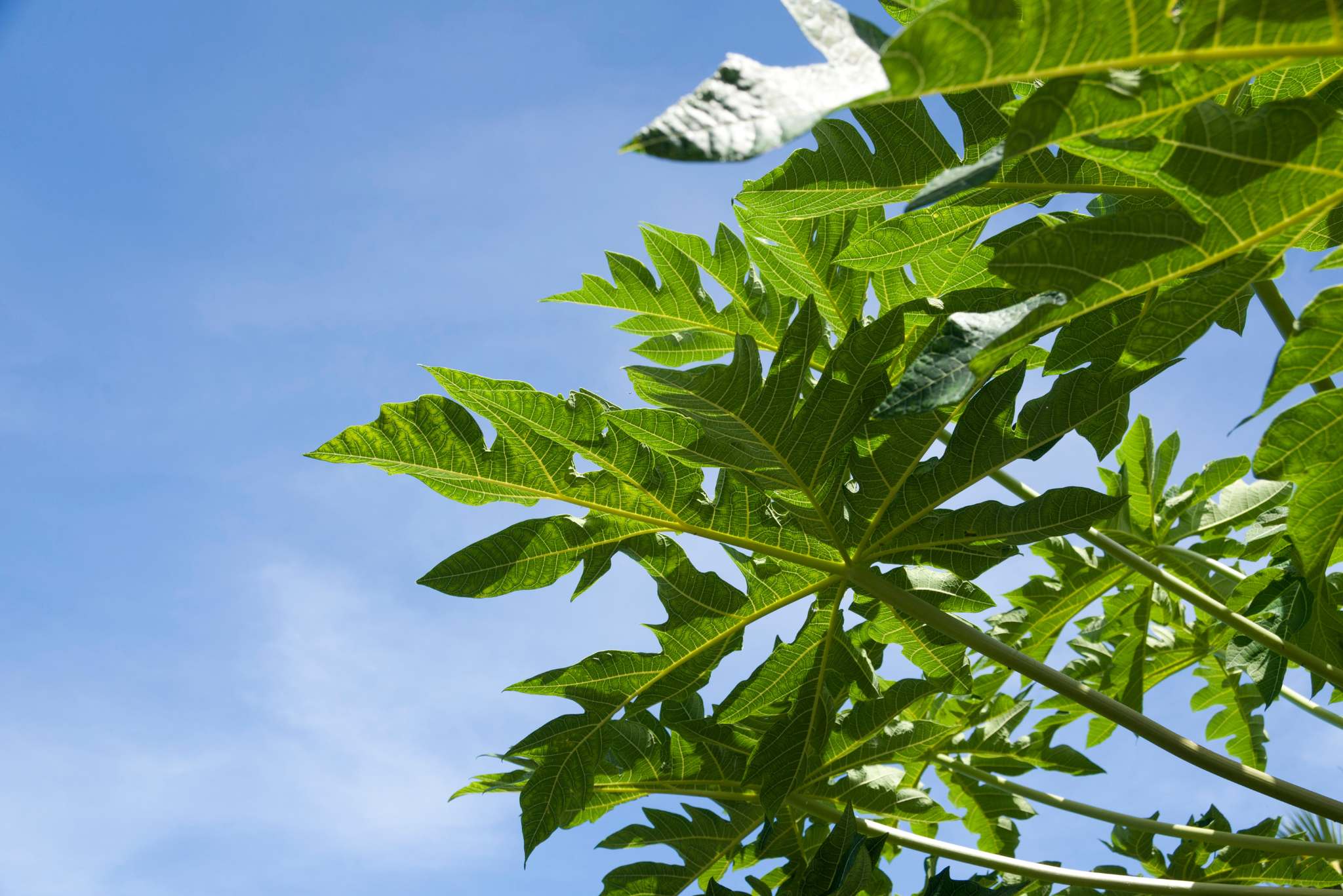 papaya leaves