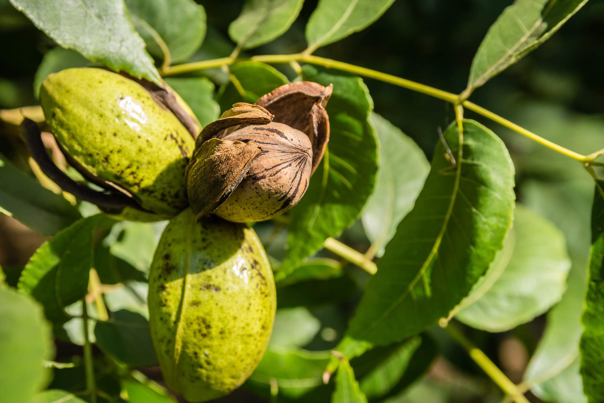 pecan tree