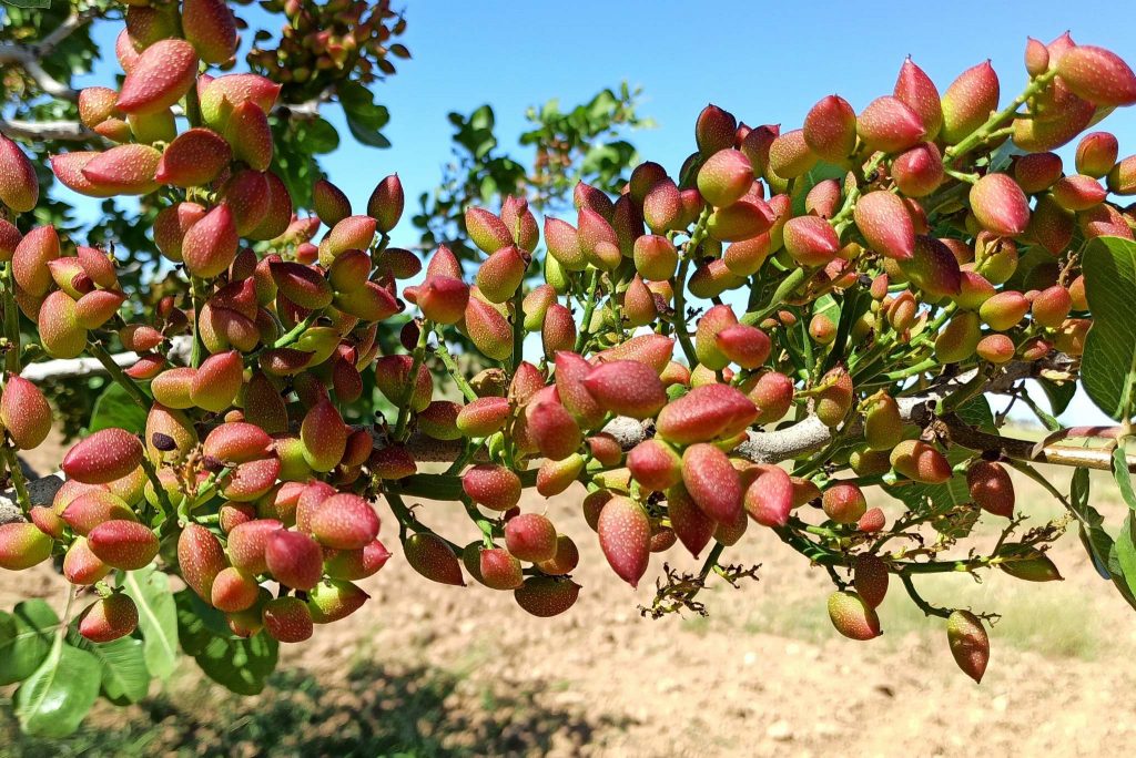 What is Pistachio? How to Plant, Grow, and Harvest Pistachios ...