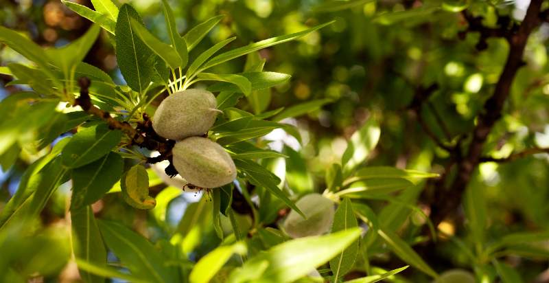 raw almonds