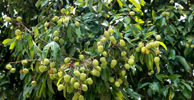 raw lychees on tree