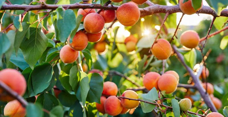 ready to harvest apricots