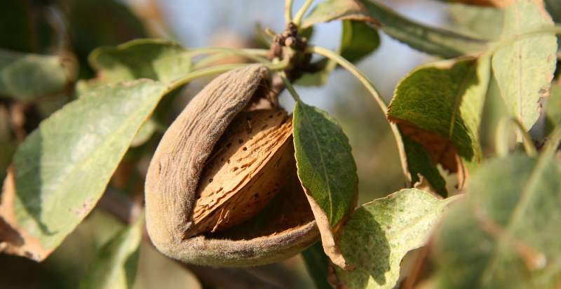 ready to harvest almond