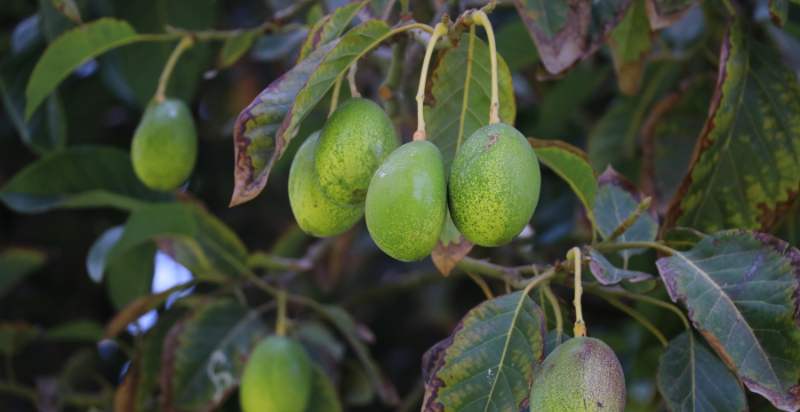 ready to harvest avocado