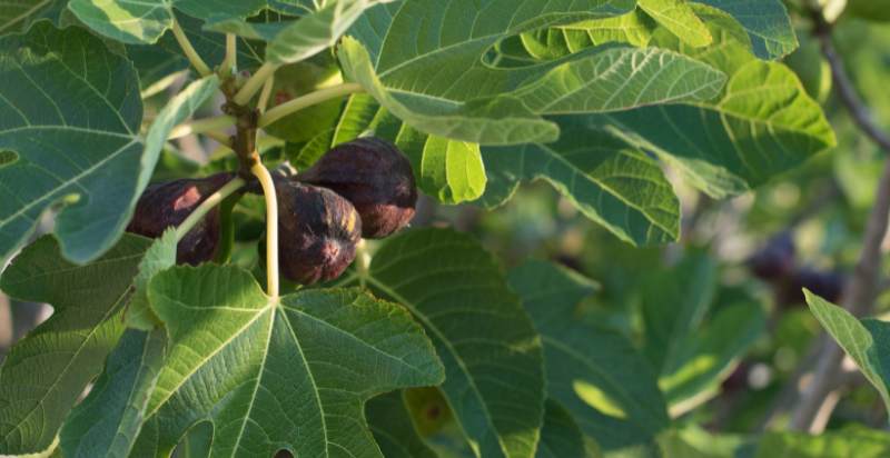 ready to harvest fig