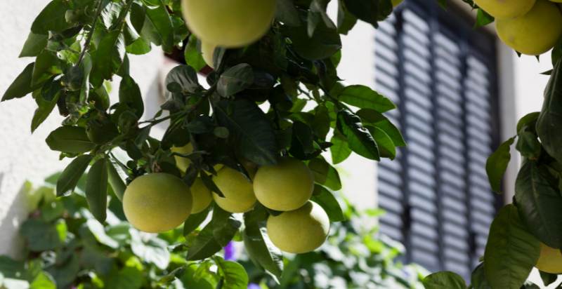 ready to harvest grapefruit