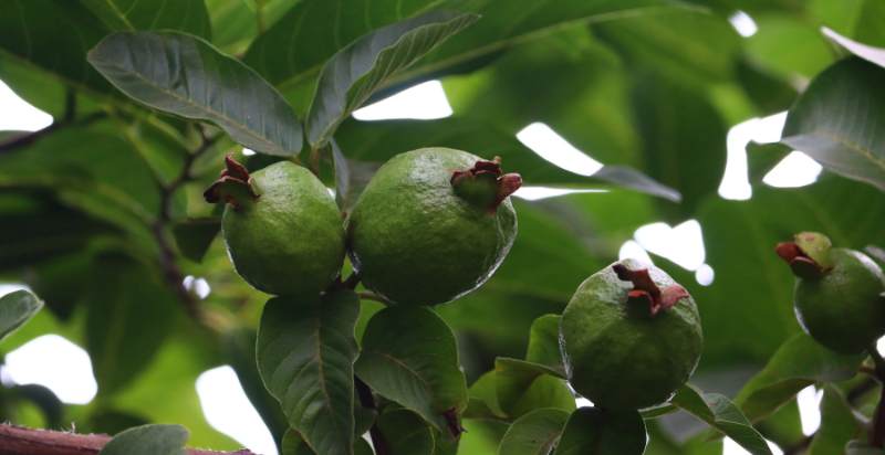 ready to harvest guava