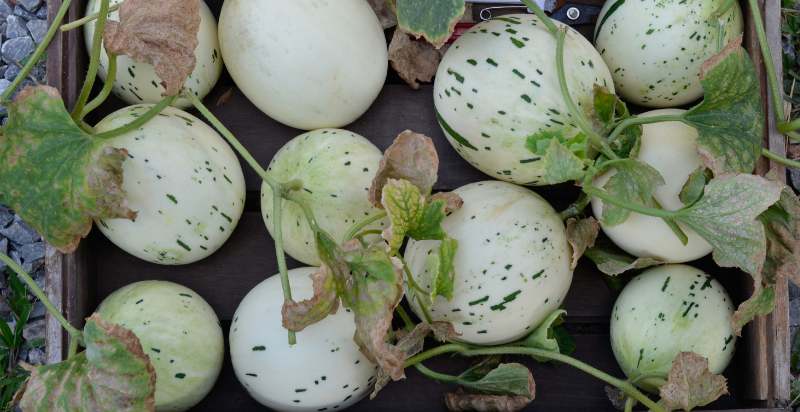 ready to harvest honeydew melon