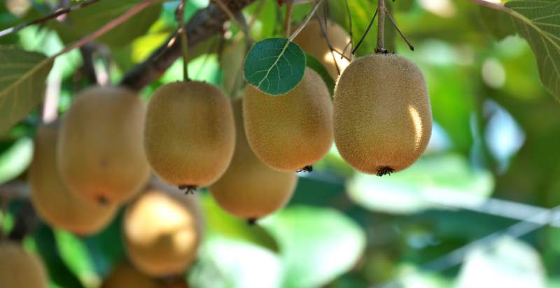 ready to harvest kiwifruits