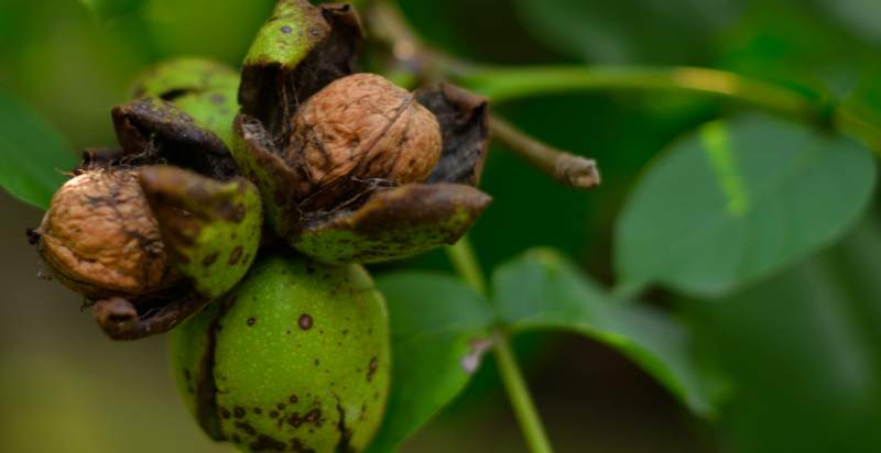 ready to harvest walnuts