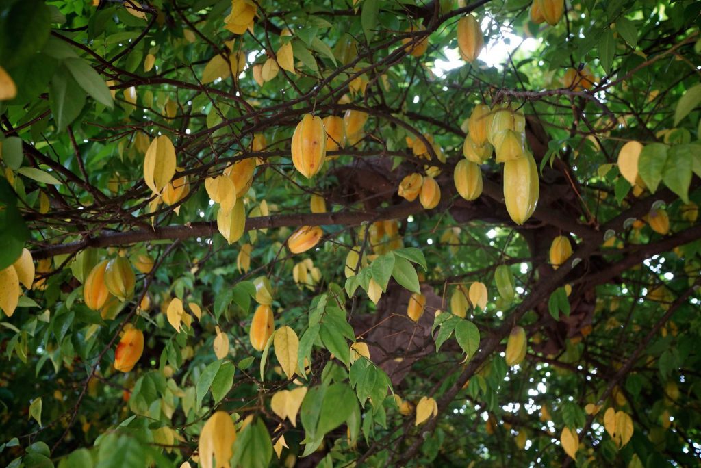 Chinese Name For Star Fruit