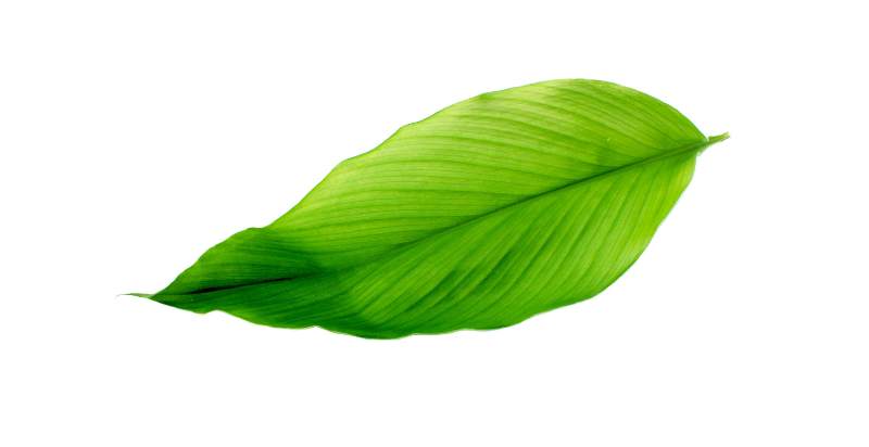turmeric leaves uses