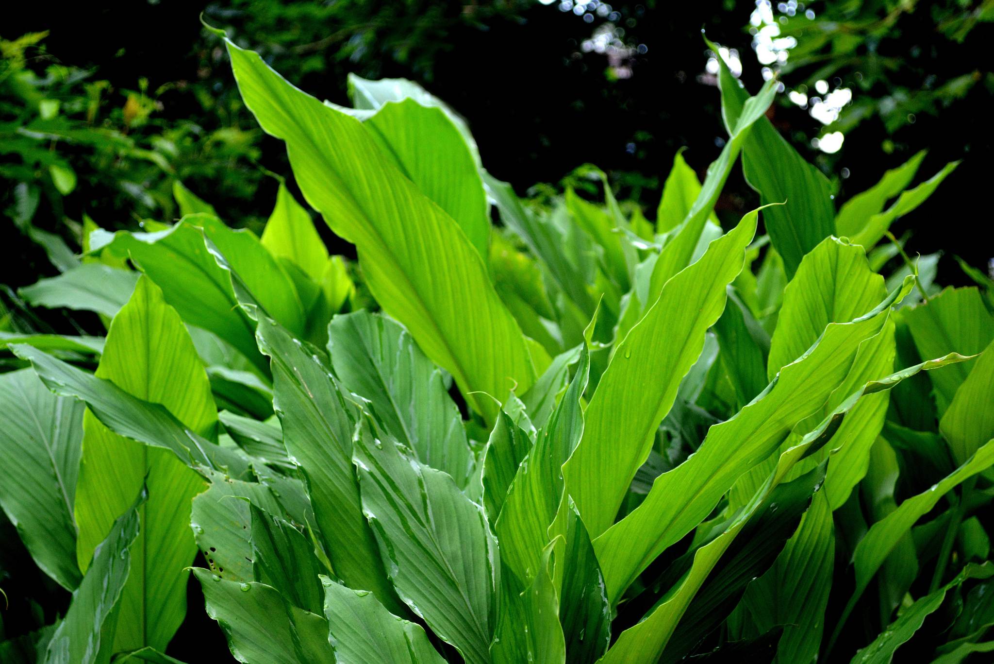 turmeric leaves