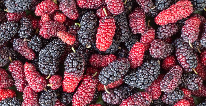 uses of mulberries