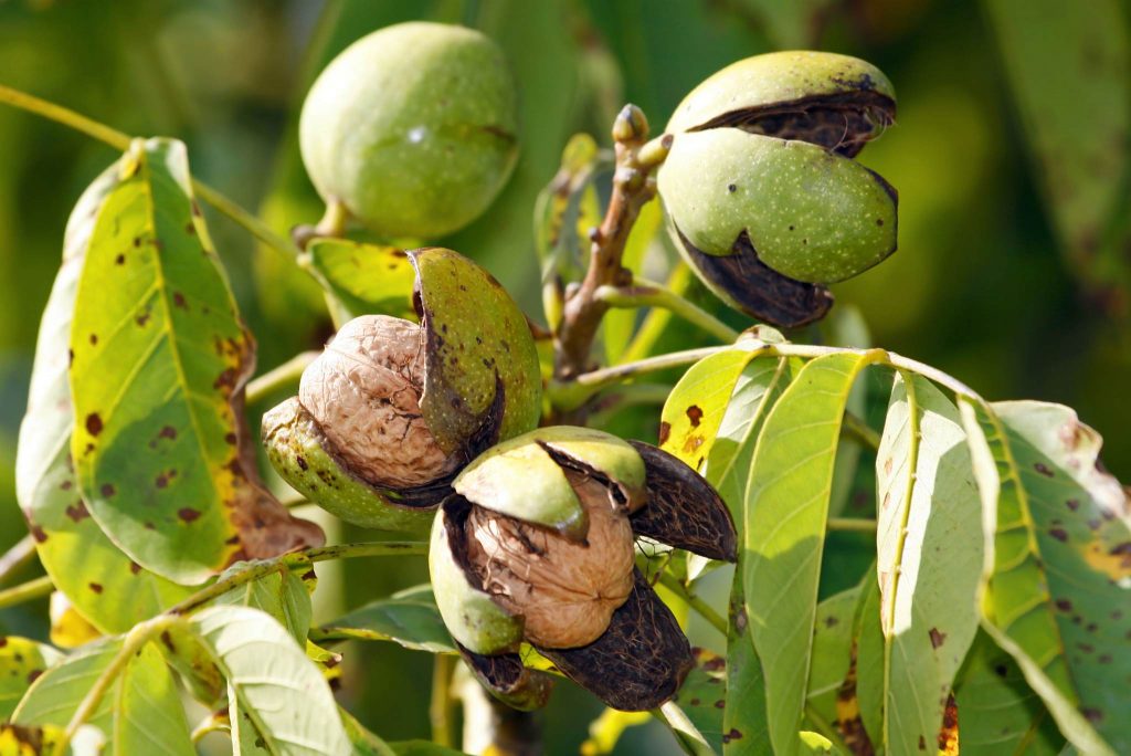 What is Walnut? How to Plant, Grow, and Harvest Walnuts Gardeners