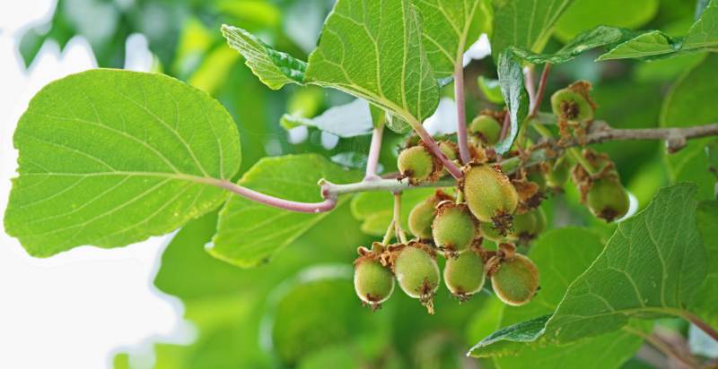 young kiwifruits