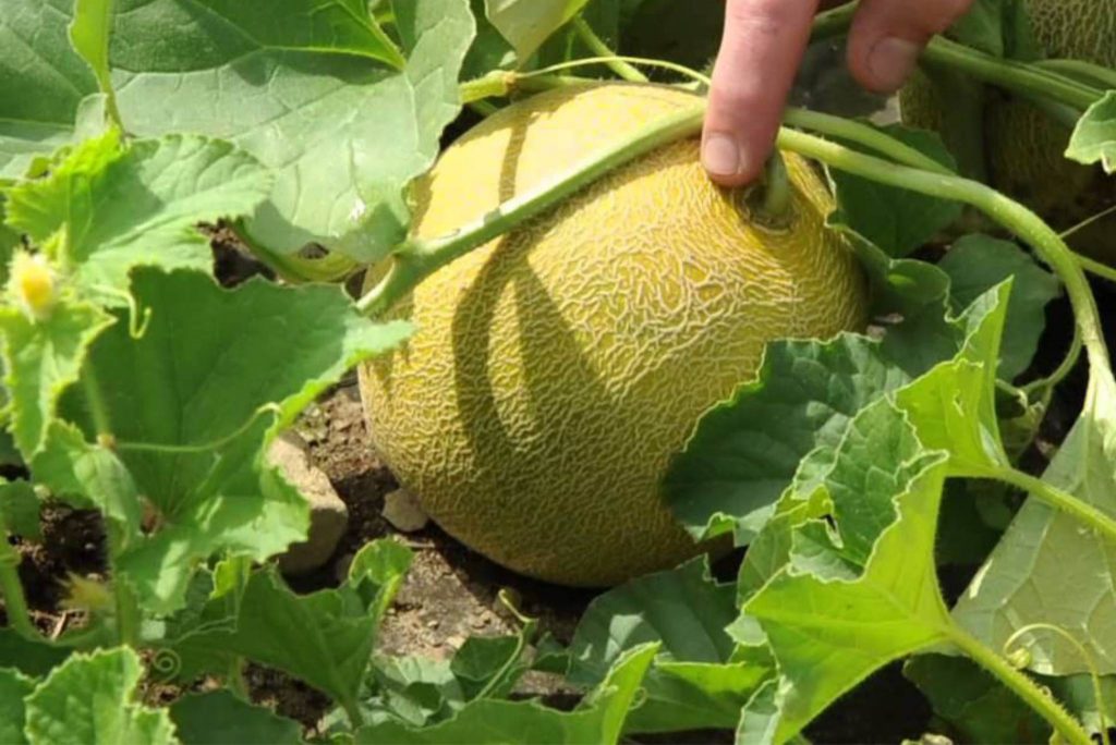 Arava Melon Description, Flavor, Benefits, And Uses Gardeners' Magazine