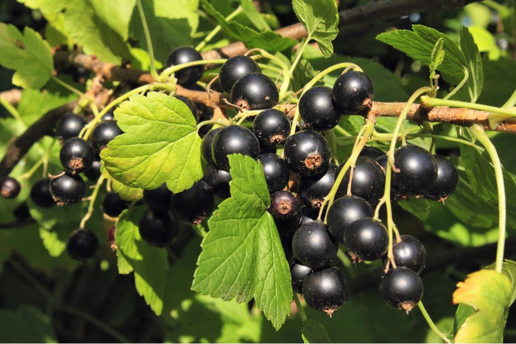 Black Currant Description, Benefits, Uses, & Facts Gardeners' Magazine