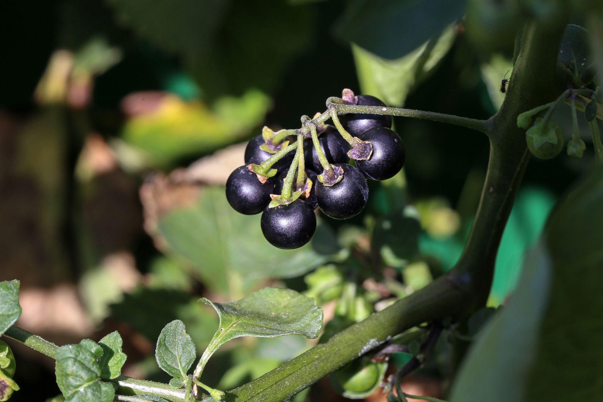 Black nightshade berries