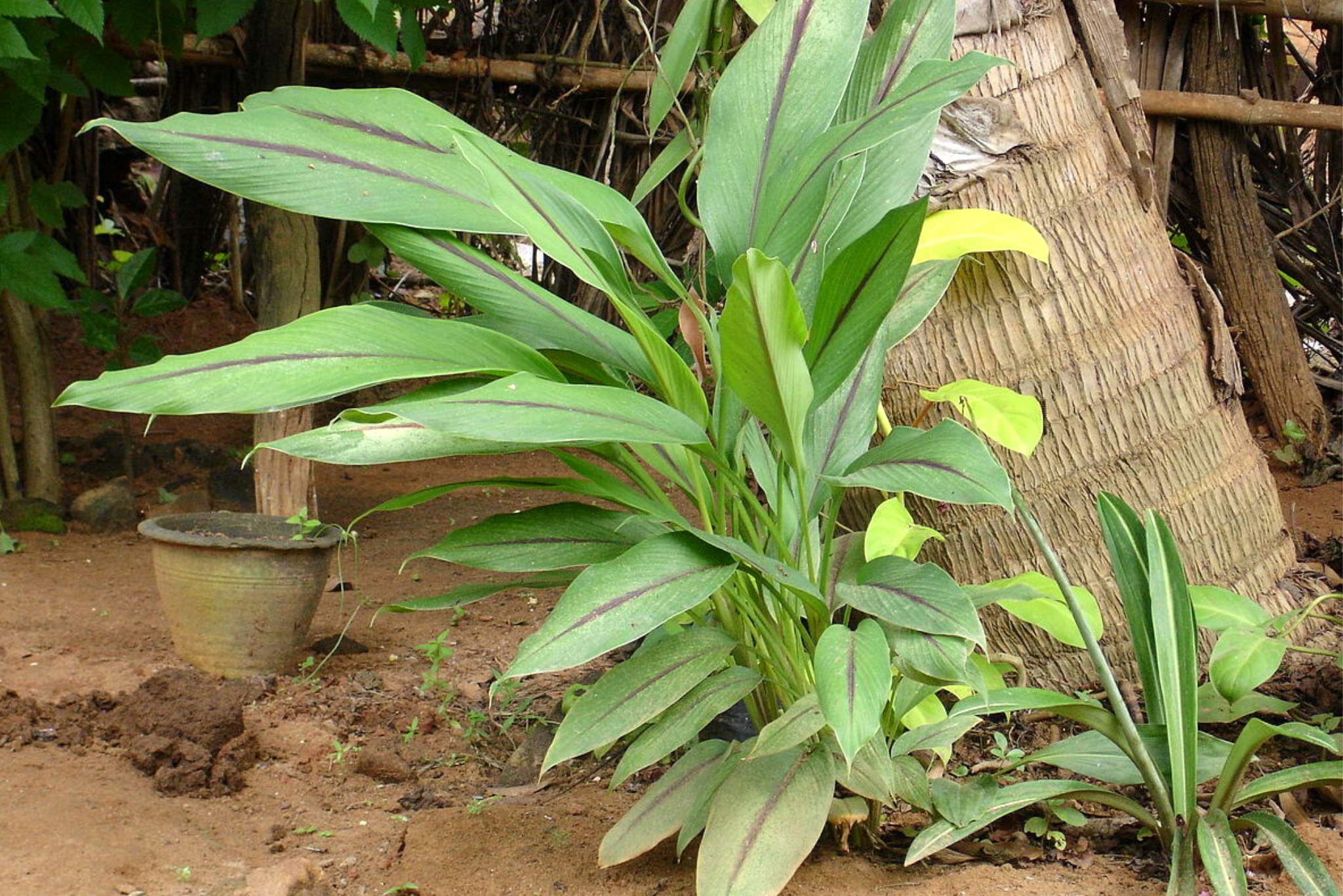 black turmeric